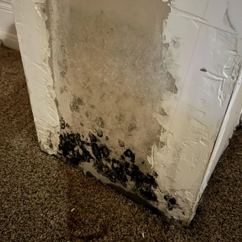 Professional Mold Removal in Exton, PA